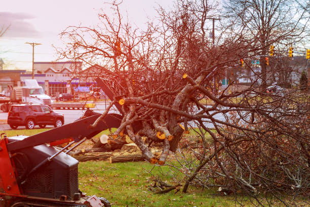 Best Hazardous Tree Removal  in Pocola, OK