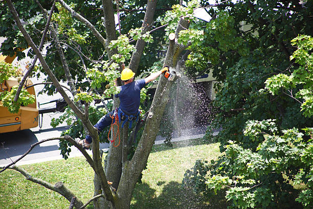 Best Arborist Consultation Services  in Pocola, OK